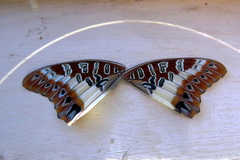 Charaxes brutus natalensis
