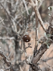 Rhopalomyia obovata