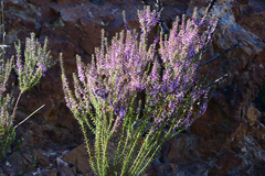 Muraltia juniperifolia