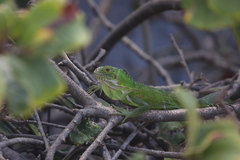 Iguana delicatissima