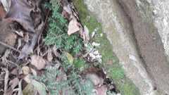 Selaginella uncinata