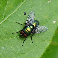 Lucilia sericata