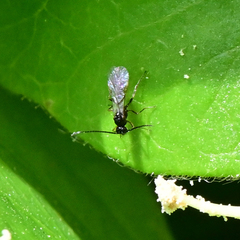 Eucoilinae