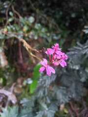 Epidendrum arachnoglossum