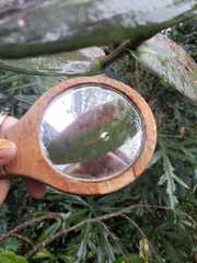 Epidendrum arachnoglossum