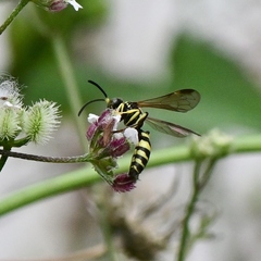 Gorytes