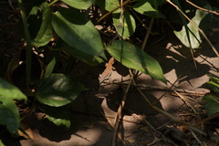 Aspidoscelis guttatus