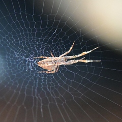 Uloborus diversus