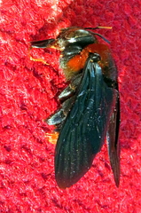 Xylocopa