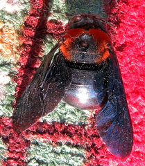 Xylocopa