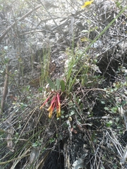 Tristerix penduliflorus