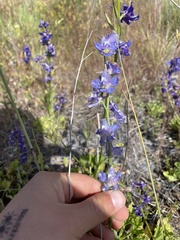 Delphinium uliginosum