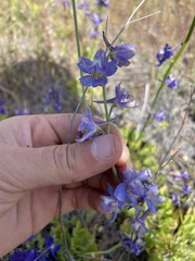 Delphinium uliginosum