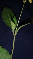 Wollastonia biflora