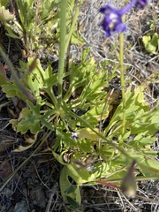 Delphinium uliginosum