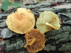 Pholiota subsulphurea