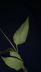 Wollastonia biflora