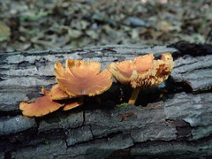 Pholiota subsulphurea