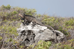 Iguana delicatissima