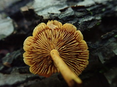 Pholiota subsulphurea