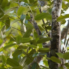 Drypetes diversifolia