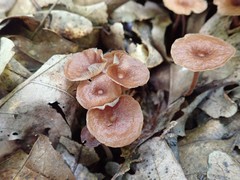 Collybiopsis biformis