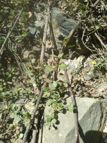 Schinus microphylla, photograph 4
