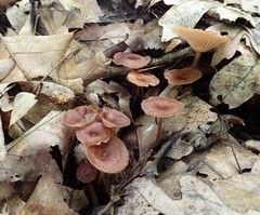 Collybiopsis biformis