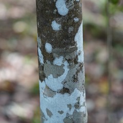 Drypetes diversifolia