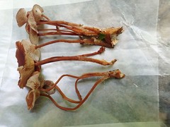 Collybiopsis biformis