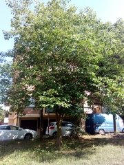 Broussonetia papyrifera
