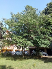 Broussonetia papyrifera