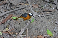 Snowy-Crowned Robin-Chat photo 4