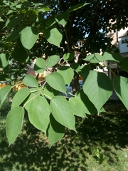 Broussonetia papyrifera