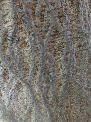 Broussonetia papyrifera