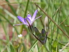 Brodiaea nana