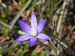 Brodiaea nana