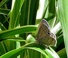 Leptomyrina gorgias sobrina