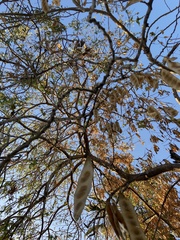 Albizia lebbeck