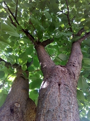 Broussonetia papyrifera
