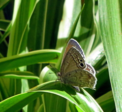 Leptomyrina gorgias sobrina