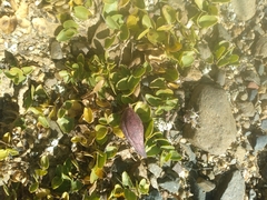 Philibertia lysimachioides