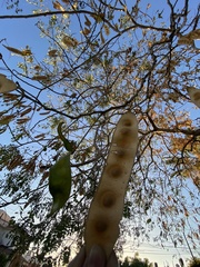Albizia lebbeck