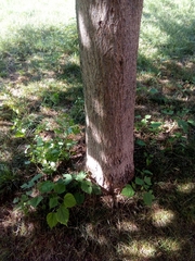 Broussonetia papyrifera