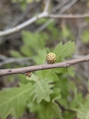 Neuroterus alexandrae