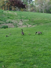 Branta canadensis canadensis
