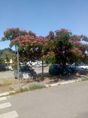 Albizia julibrissin