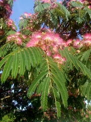 Albizia julibrissin