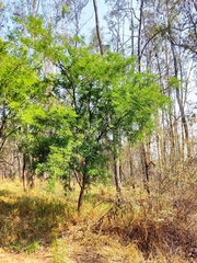 Magnoliopsida