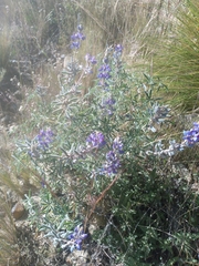 Lupinus altimontanus